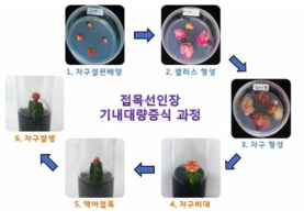 접목선인장 대량증식 과정