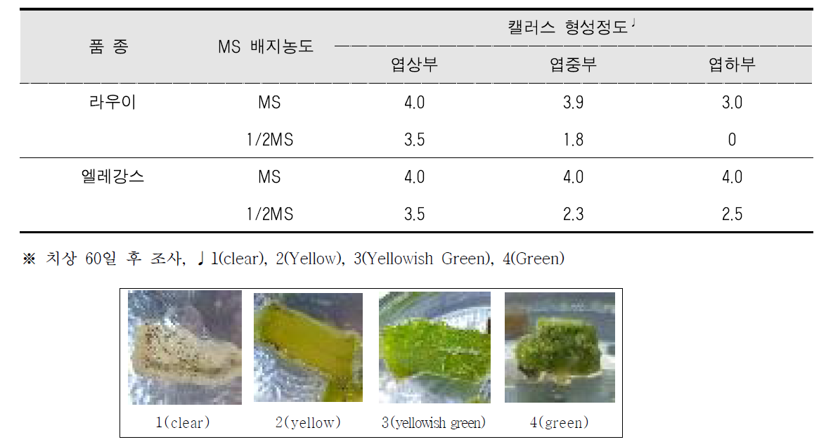 배지농도 및 치상부위에 따른 캘러스 형성정도