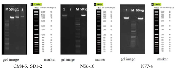 Results of DNA electrophoresis of yeast strains