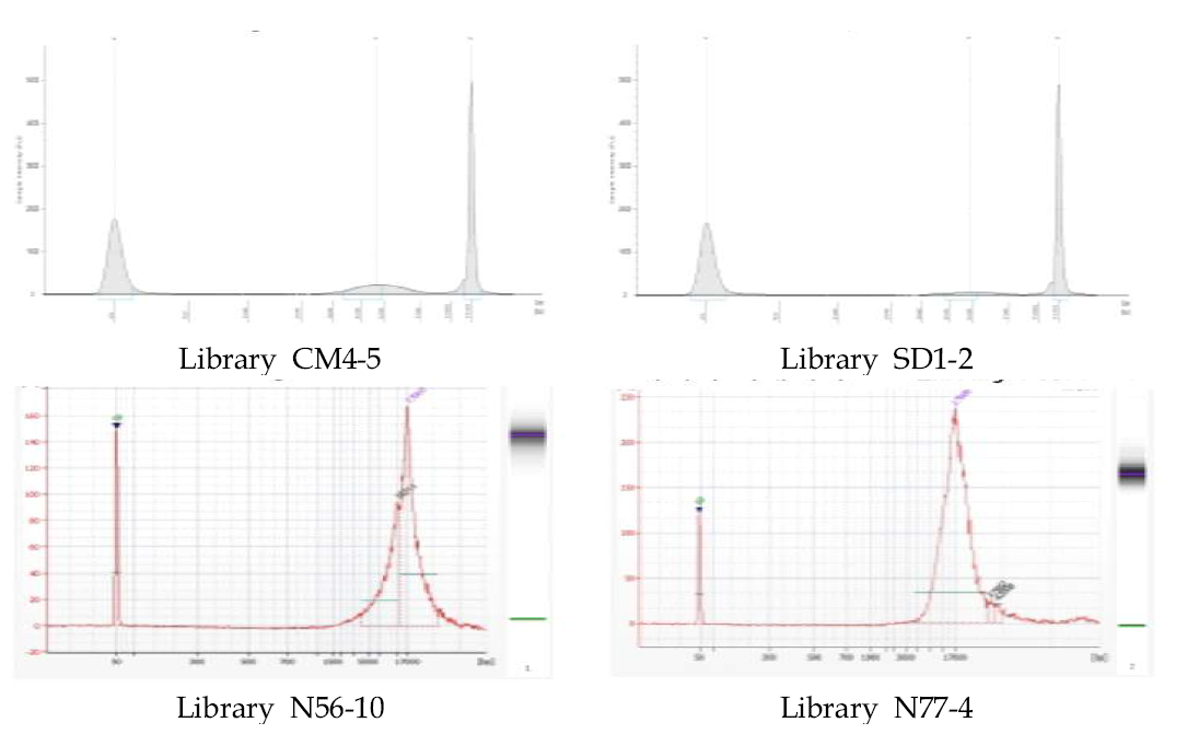Results of DNA fragmentation of yeast strains Experiment Condition : D1000 Screen Tape (CM4-5, SD1-2), DNA QC-Bioanalyzer DNA 12000chip (N56-10, N77-4)