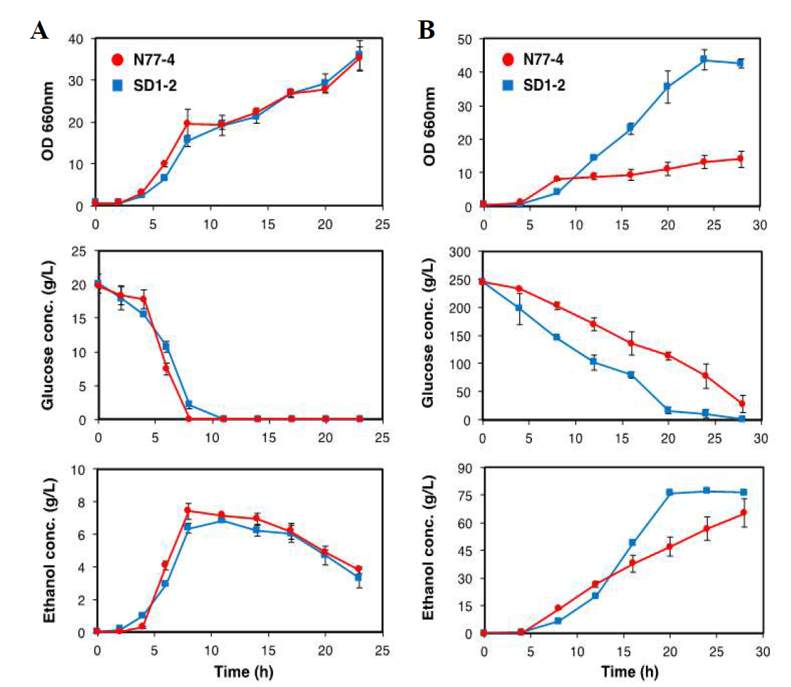 Fermentation performance of N77-4 and SD1-2 strains in 20 g/L glucose (A) and 250 g/L glucose (B) YPD at 30°C