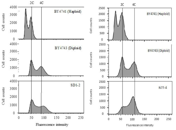Ploidy analysis of SD1-2 and N77-4 strains BY4741 and BY4743 strains are standard lab strains of haploid and diploid. 2C and 4C indicate typical DNA content peak before DNA duplication and after DNA duplication of diploid, respectively