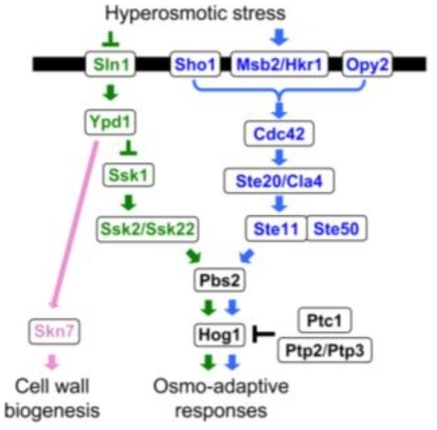 HOG pathway in S. cerevisiae