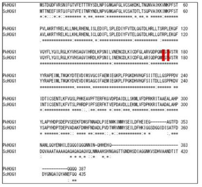 Amino acid sequence similarity between ScHog1 and PkHog1. Conserved amino acids for phosphorylation are shown in red