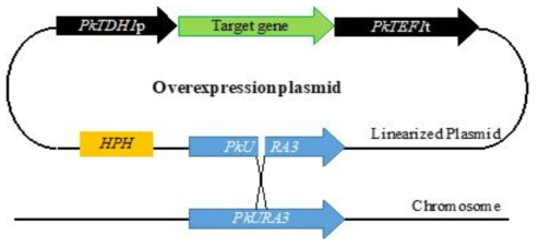 Gene overexpression plasmid for N77-4 strain