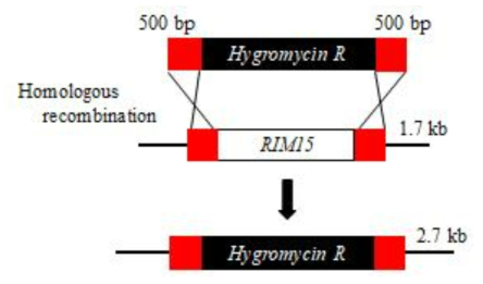 Schematic of recombinant