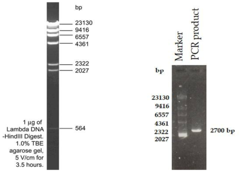 Information of marker and PCR product of hygromycin R