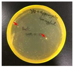Colonies after transformation on YPD medium included hygromycin