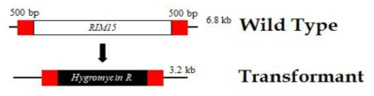 Confirmation of schematic of recombinant