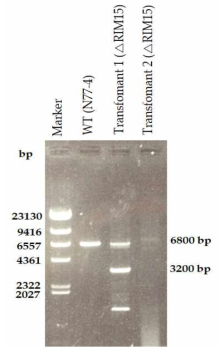 Electrophoresis results of colony PCR of transformant