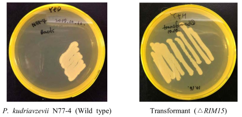 Colonies of wild type yeast and transformant (△RIM15)