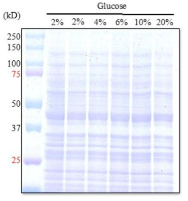 Protein isolation from N77-4 strain cultured under glucose stress conditions