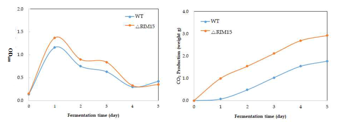 Fermentation performance of trasnsformant (△RIM15) and N77-4 strains in 200g/L glucose YPD at 30℃