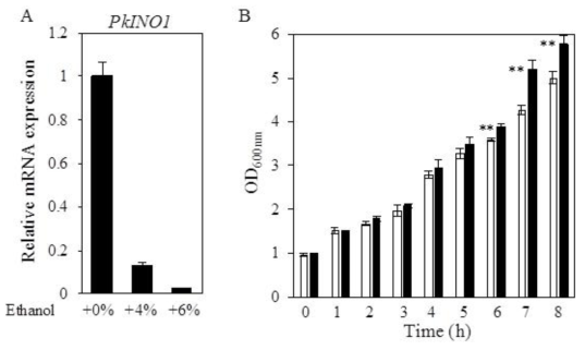 Expression analysis of PkINO1 and effect of PkINO1 overexpression on the growth of N77-4 under ethanol stress conditions. (A) Expression analysis of PkINO1 mRNA under ethanol conditions. The expression levels of PkINO1 mRNA in N77-4 cultivated under 0%, 4% and 6% ethanol stress conditions were analyzed by quantitative real-time PCR and expressed as relative RNA values (normalized to PkACT1 expression), with the value for N77-4 grown under 0% ethanol condition set to 1.0. The data shown are means ± SD (n = 3). (B) Growth of PkINO1 overexpression strain under ethanol stress conditions. N77-4 (white bar) and PkINO1 overexpression strain (black bar) were cultivated in YPD containing 6% ethanol and values of OD600nmweremeasured.The data shown are means ± SD (n = 3). Statistical analyses were performed using Student t test and an asterisk indicates a significant difference (**P < 0.01) between control (N77-4) and PkINO1 overexpression strain