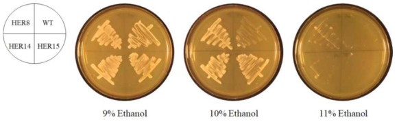 Resistance of wild type(P. kudriavzevii N77-4) and HER strains on 9-11% ethanol