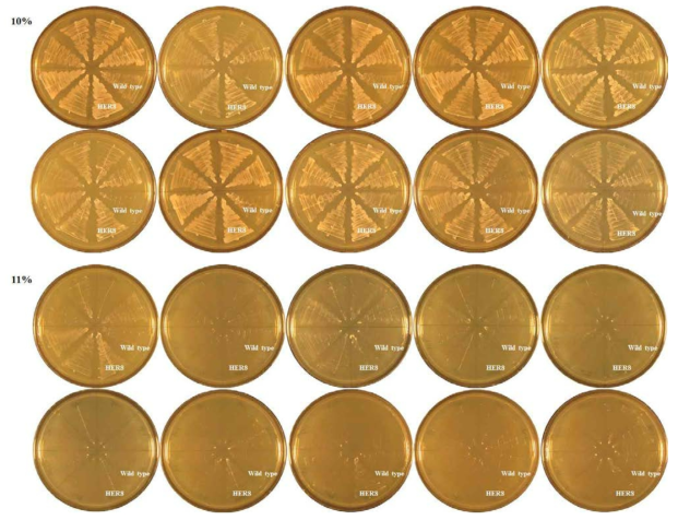 Ethanol resistance of EMS mutant colonies on 10% and 11% (compared with wild type and HER8 strains)