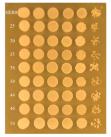 Spot test of EMS mutant colonies and HER8