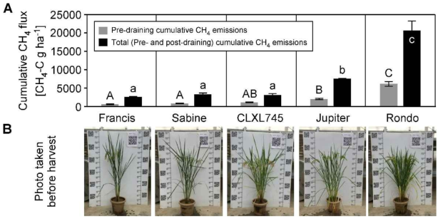Means of pre-draining cumulative and total CH4 emissions among five rice cultivars (A) and their morphological phenotype at harvest (B) in the 2016 greenhouse study. Pre-draining cumulative CH4 emissions are the sum of efflux values observed weekly from booting to physiological maturity (just prior to pot drainage), while the total CH4 emissions include the CH4 burst effluxes compiled from measurements collected 5 times (every other day) during 10 days after drainage
