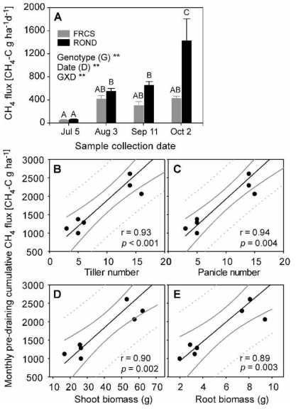 Methane profiles of Francis (FRCS) and Rondo (ROND) measured at four one-month intervals between before booting (R1) and physiological maturity prior to draining the 2017 field study (A), and the relationships between cumulative pre-draining CH4 flux and tiller number (B), total panicle number (C), shoot biomass (D) and root biomass at maturity (R9). r indicates correlation coefficient, and black, grey and dotted lines represent regression and 95% confidence interval and prediction bands, respectively