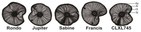 Transverse section of a representative mature root of five rice varieties. Ep = epidermis; Ar = aerenchyma; Ct = Cortical cells; St = Stele (vascular bundle)