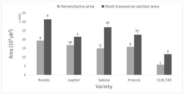 Comparison of aerenchyma area and root transverse section area of five rice varieties. The same letters indicate no significance with 5% probability by Duncan’s multiple range test