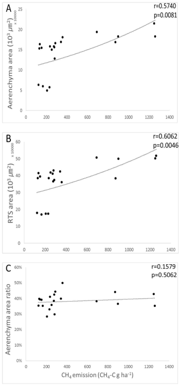 Correlation between CH4 emissions and aerenchyma area (A), root transverse section area (RTS) (B), and aerenchyma area ratio (C) of root cross sections of five rice varieties