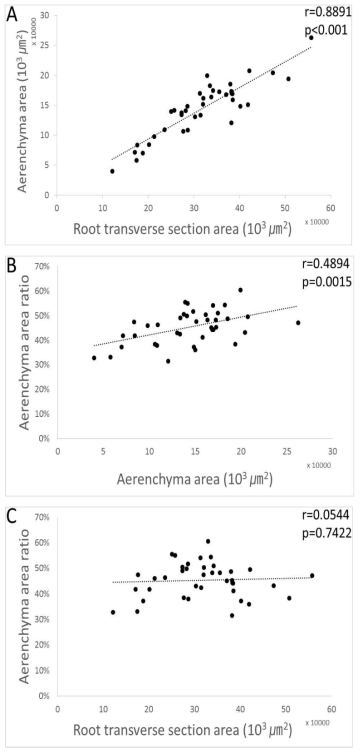 Correlation between root transverse section area and aerenchyma area (A), aerenchyma area and aerenchyma area ratio (B), and root transverse section area and aerenchyma area ratio (C) of root cross section of five rice varieties