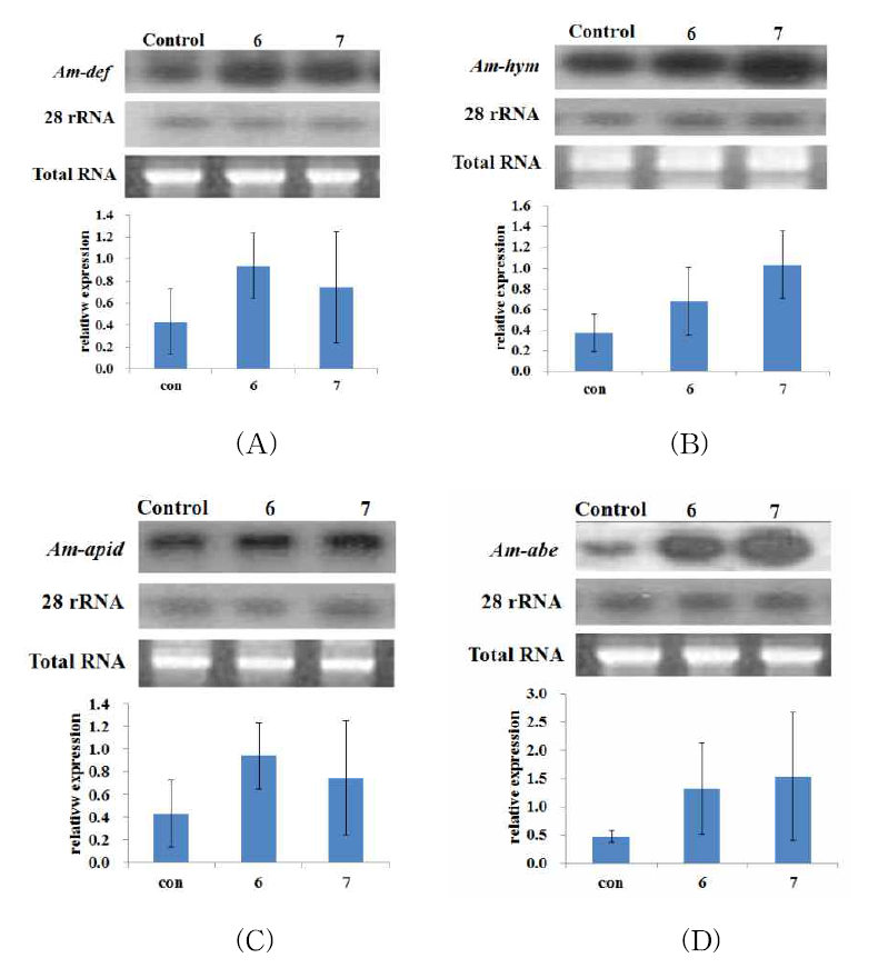 양배추 추출물을 급이한 꿀벌에서의 면역 관련 단백질 발현량 비교. (upper) Northern blot analysis of the defencin (A), Hymenopteacin (B), Apideacin (C), Abaecin (D) in A. mellifera. Total RNAs were isolated from the worker (lane 1), cabbage sugar eat worker (lane 2), cabbage sugar and fructose eat worker (lane 3). The RNAs were separated by 1.0% formaldehyde agarose gel electrophoresis, transferred onto a nylon membrane and hybridized with radiolabled 1,695-bp Juvenile Hormone Esterase like(Acjhe-like) gene. (Lower) Transcript levels of antimicrobial genes in different treats by qPCR (t-test, P<0.001)