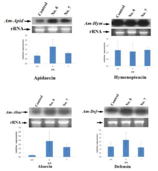 양배추 추출당 섭취 꿀벌의 항균 단백질 발현량 비교