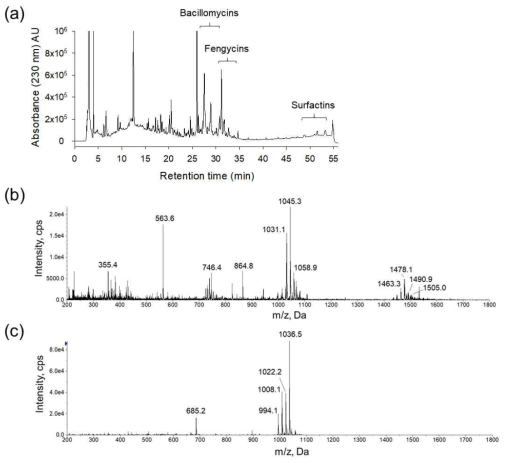 GH1-13 배양 상등액 동결건조 시료의 ESI-LC-MS 분석 결과. (a)HPLC 크로마토그램. (b) Bacillomycin D 와 Fengycin 의 ESI-MS 스펙트럼, (c) Surfactin 의 ESI-MS 스펙트럼