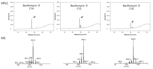 정제된 Bacillomycin D의 HPLC 크로마토그램과 MS 스펙트럼