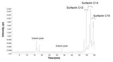 GH1-13 배양액으로부터 에틸아세테이트 추출 후 SPE 90% ACN 에 의해 용출된 fraction 분석결과 3개의 Surfactin 유사체가 확인 되었다
