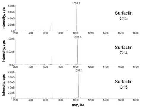 GH1-13 배양액으로부터 분리된 Surfactin 유사체의 MS 스펙트럼