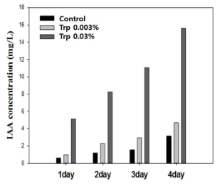 GH1-13 균주의 배양시간과 Trp 첨가에 따른 IAA 생성량 비교