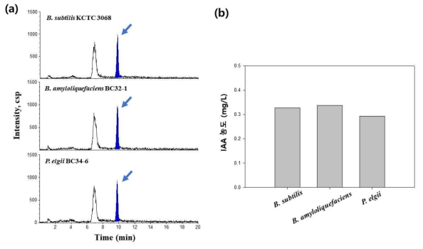 확립한 LC-MS 기반 IAA 정량분석법을 이용한 다양한 미생물 배양액에서의 IAA 분석 결과. (a) 3가지의 서로 다른 미생물의 배양액으로부터 추출한 IAA의 LC-MS TIC 크로마토그램. 화살표는 IAA 피크를 나타내고 있다. (b) 각 3개의 미생물 배양액에 포함된 IAA 절대농도