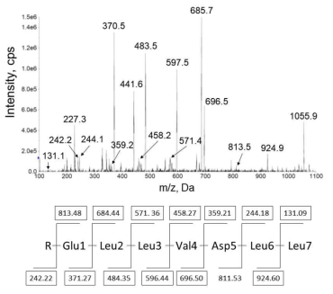 Surfactin C15 (m/z 1037.1)의 ESI-MS/MS 스펙트럼과 그것의 MS/MS 단편 스펙트럼