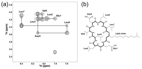(a) Surfactin C15의 NOESY 스펙트럼을 이용한 sequential assignment. (b) Surfactin C15의 최종 구조