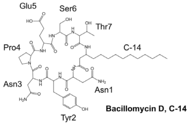 NMR 실험에결정된 Bacillomycin D C14의분자구조