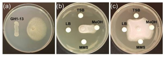 GH1-13균주와 그의 유효활성물질의 Colletotrichum gloeosporioides 에 대한 항진균활성. (a) GH1-13 균주, (b) 3개의 배지를 이용한 배양 상등액, (c) 배양 상등액의 추출물