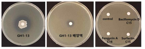 GH1-13 균주, 배양액, 및 리포펩타이드 (10,000 ppm)의 X euvesicatoria 에 대한 항세균활성 검정