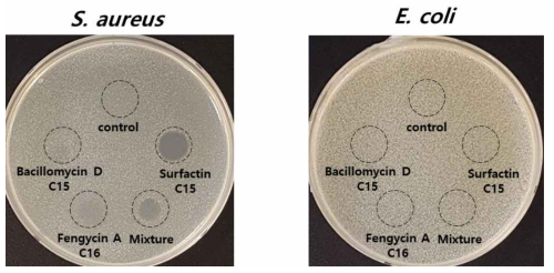 GH1-13 배양액에서 분리한 리포펩타이드의 항세균 활성 농도는 각각 1,000 ppm을 사용하였고, Mixture는 Bacillomycin D, Fengycin A, Surfactin을 혼합하여 1000 ppm 시료를 사용하였다
