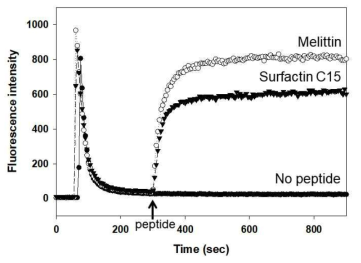 Membrane depolarization을 이용한 Surfactin 의 작용기작 연구