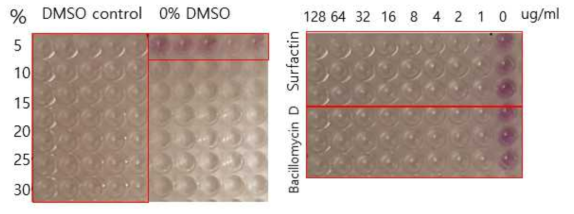 MTT assay를 이용한 DMSO 용매에서의 Surfactin과 Bacillomycin D의 세포독성 평가