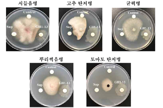 B. velezensis GH1-13 균체 및 배양 상등액의 식물 병원성 곰팡이에 대한 항진균활성