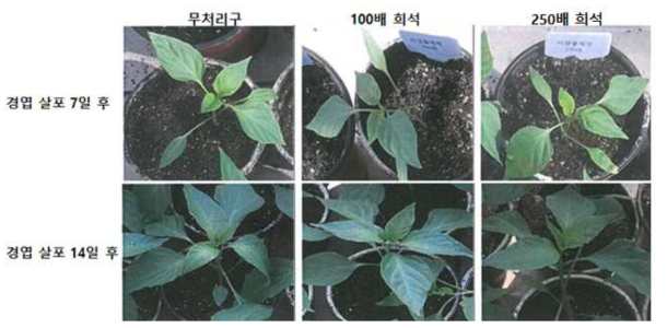 고추에 대한 B. velezensis GH1-13 액상제형의 경엽 살포 7일, 14일 후 약해조사