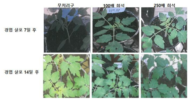 토마토에 대한 B. velezensis GH1-13 액상제형의 경엽 살포 7일, 14일 후 약해조사