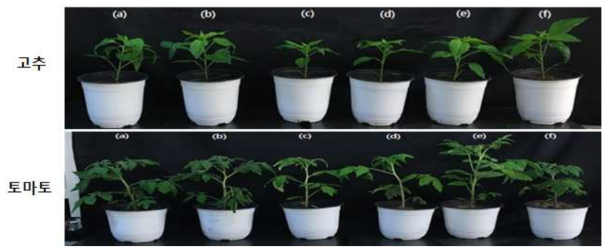 B. velezensis GH1-13 미생물 제형별 처리 3주 후 작물의 생육 모습
