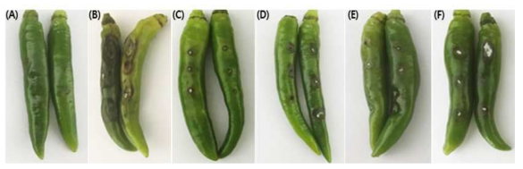 고추 열매 탄저병에 대한 B. velezensis GH1-13 미생물 액상, 분말 제형별 방제 병징 모습. (A) 농약 대조구, (B) 무처리구, (C) 액상 100배, (D) 액상 250배, (E) 분말 1%, (F) 분말 0.4%