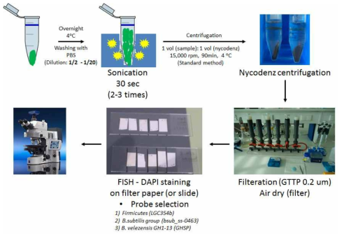 DAPI(4 ,6-diamidino-2-phenylindole) 및 FISH(Fluorescence in situ hybridization) 분석을 위한 프로토콜