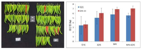 퇴비처리별 GH1-13균주의 고추 생산량 증대 효과